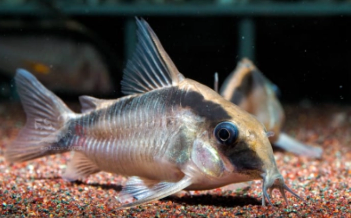 鼠魚飼養壽命 鼠魚飼養壽命