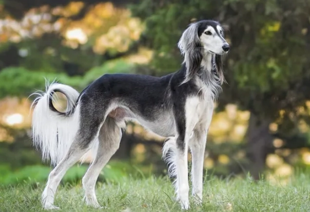 薩路基獵犬 飼養