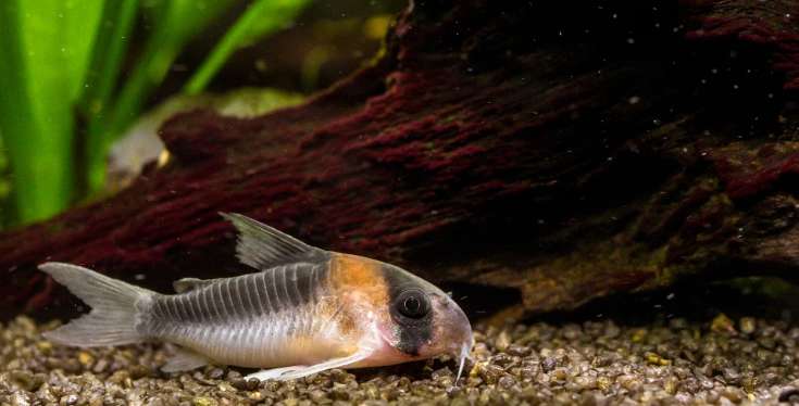 鼠魚兼容魚種 鼠魚兼容魚種