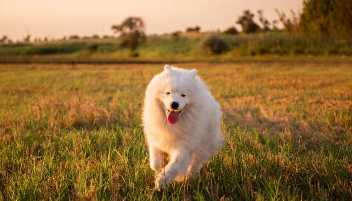薩摩耶犬優缺點