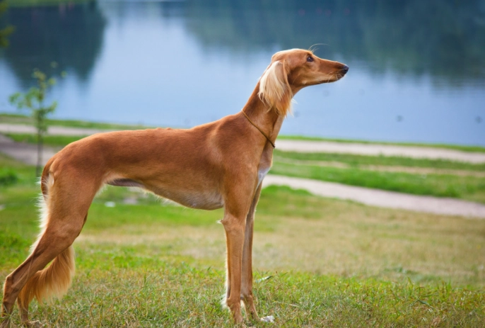 薩路基獵犬 健康問題