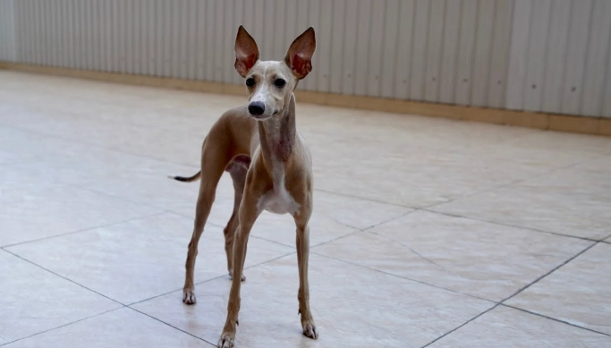 靈提犬性格