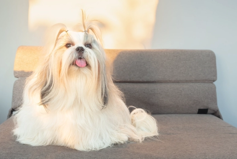 西施犬標準體重 西施犬標準體重
