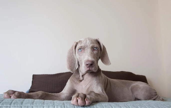 威瑪犬 性格 威瑪犬 性格