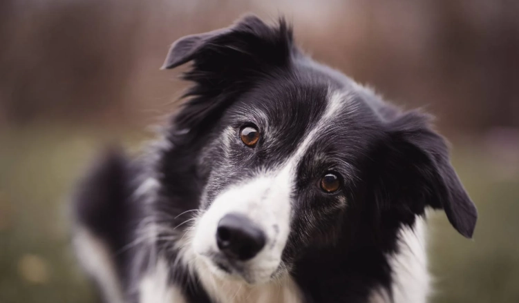 邊境牧羊犬特點 邊境牧羊犬特點