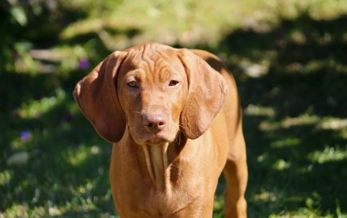 維茲拉犬飼養