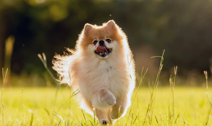 小型犬飼養