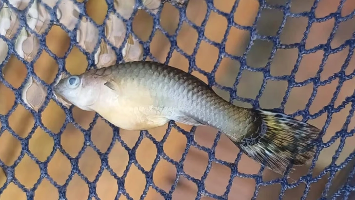 孔雀魚繁殖初期