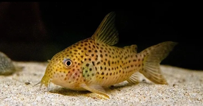 鼠魚飼養壽命 鼠魚飼養壽命