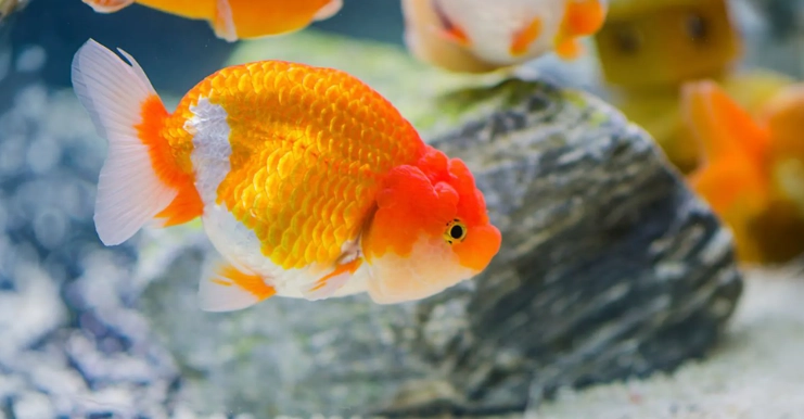 金魚養殖密度