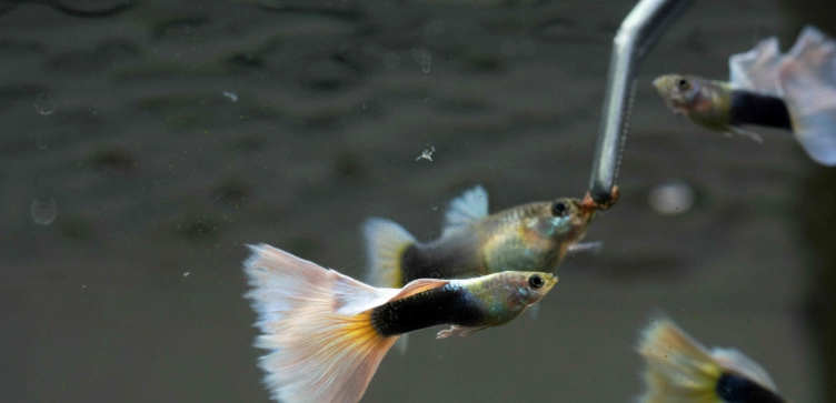 孔雀魚懷孕初期症狀