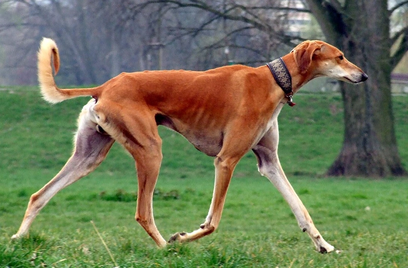 薩路基獵犬 特徵