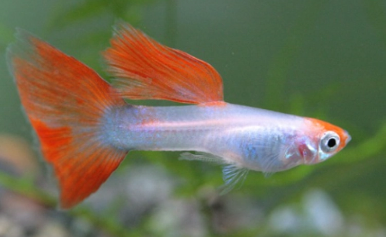孔雀魚懷孕照顧