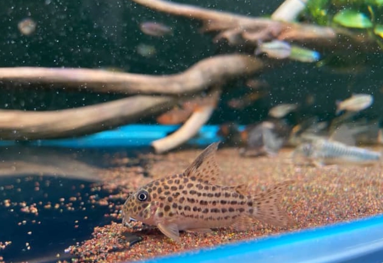 鼠魚兼容魚種 鼠魚兼容魚種