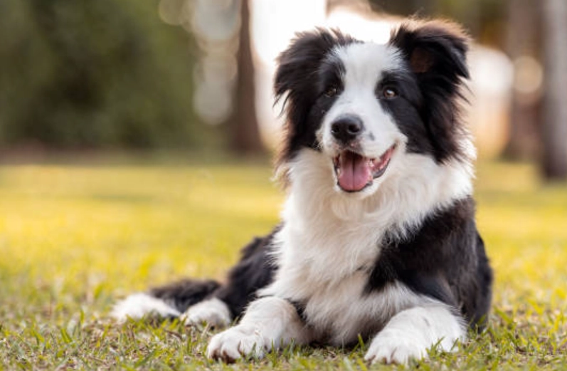 純種邊境牧羊犬飼養 純種邊境牧羊犬飼養