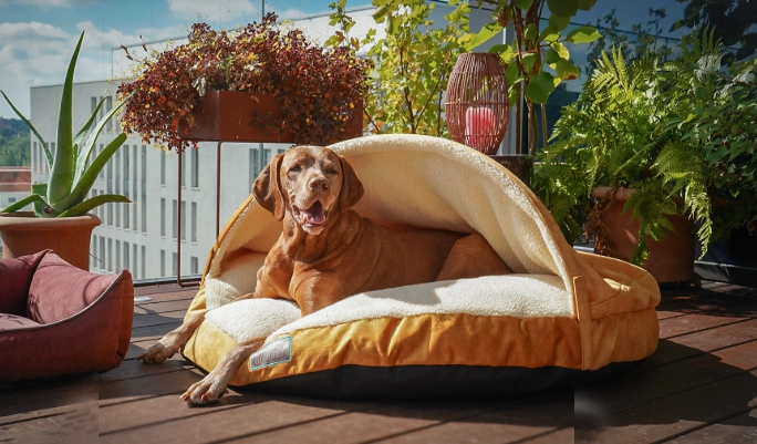 維茲拉犬特點