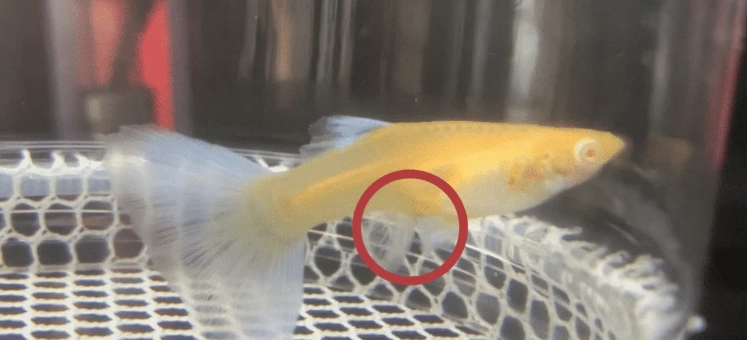 孔雀魚懷孕照顧
