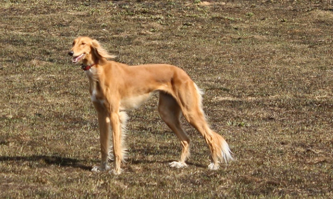 薩路基獵犬 特徵