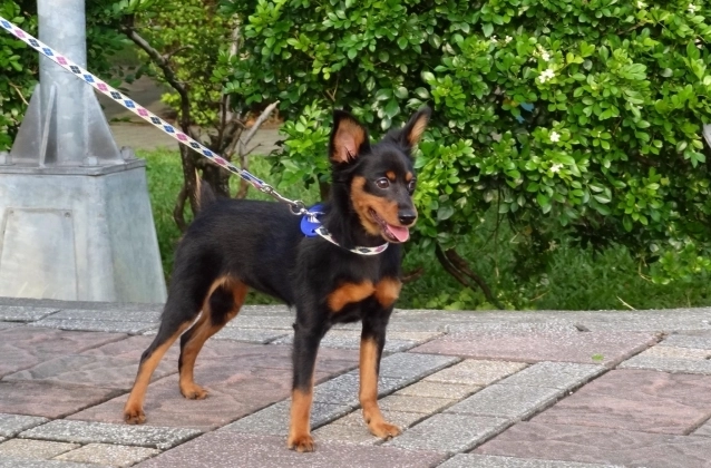迷你品犬飼養 迷你品犬飼養