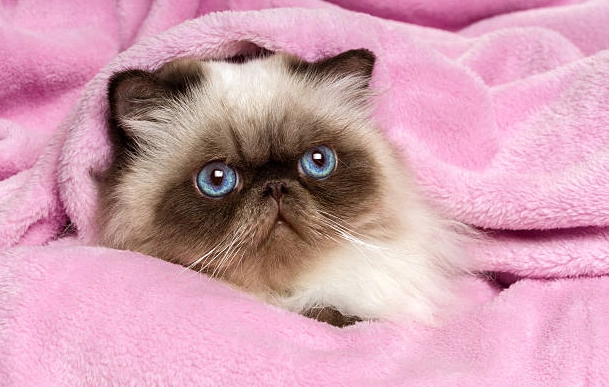 Himalayan cat temperament