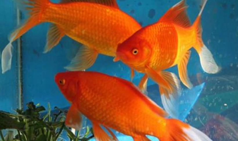 金魚養殖密度
