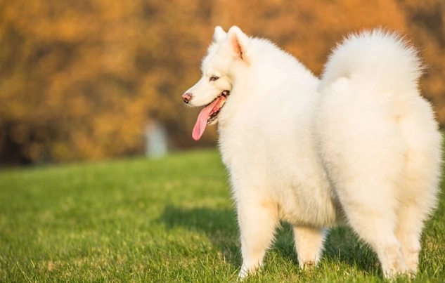 薩摩耶犬飼養