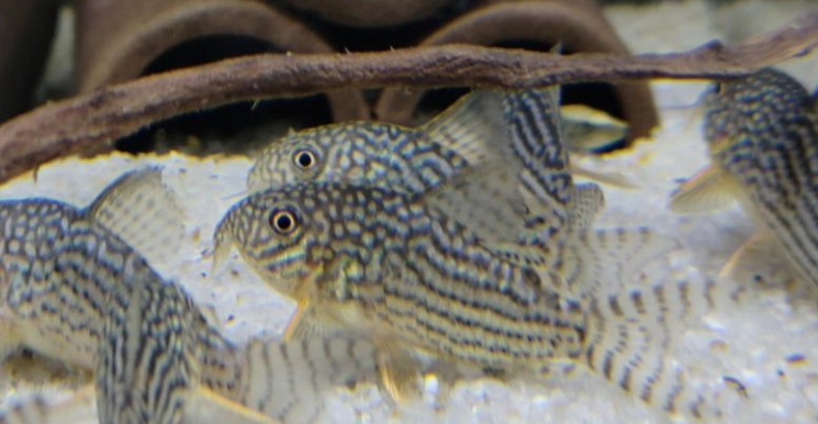 珍珠鼠魚飼養 珍珠鼠魚飼養