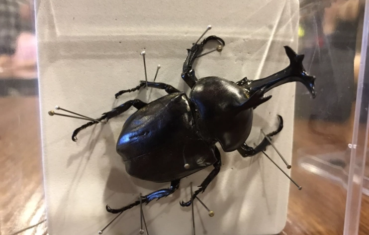 獨角仙標本保存 獨角仙標本保存