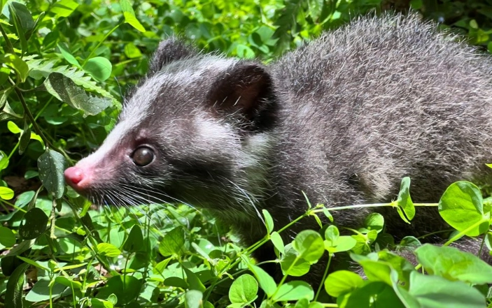 白鼻心飼養