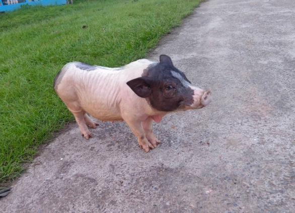 迷你麝香豬飼養