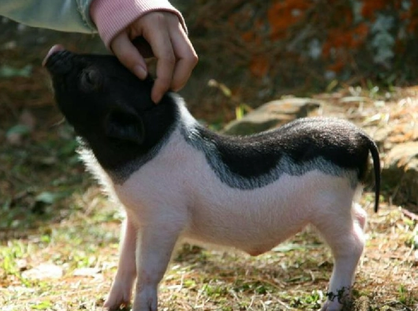 迷你麝香豬飼養