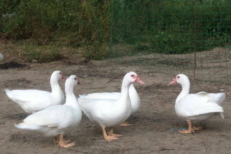 番鴨飼養 番鴨飼養