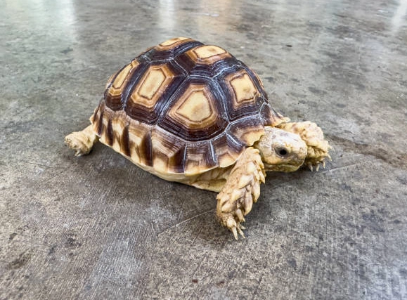 歐洲陸龜飼養 歐洲陸龜飼養