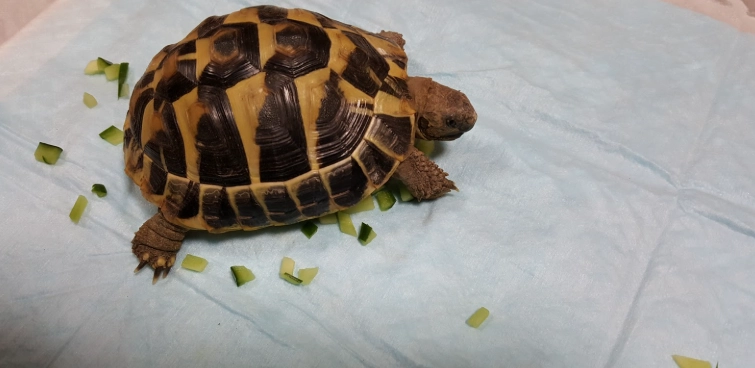 歐洲陸龜飼養 歐洲陸龜飼養