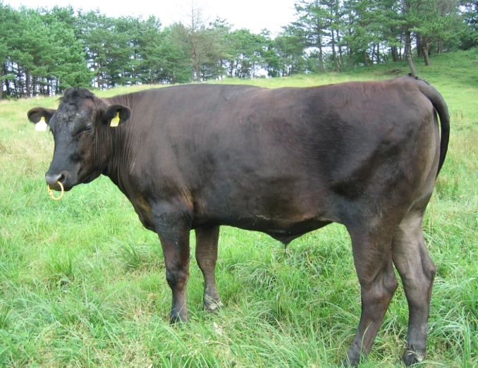 肉牛飼養時間 肉牛飼養時間