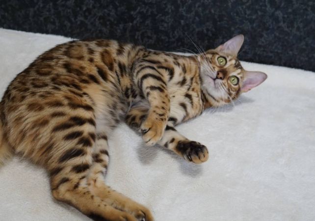 孟加拉豹貓飼養