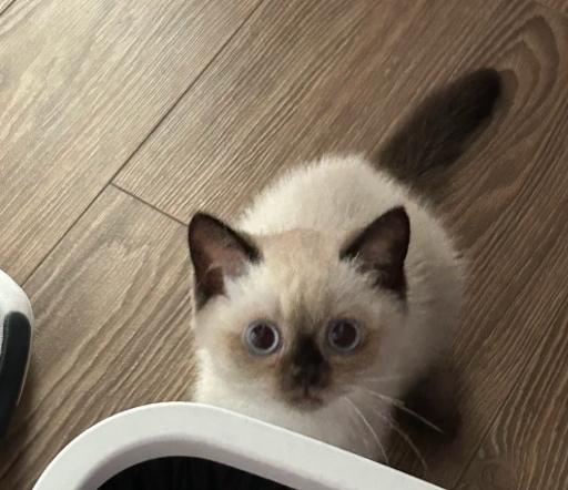 暹羅貓飼養 暹羅貓飼養