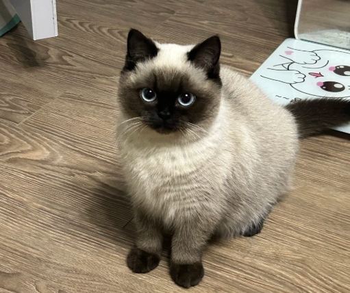 暹羅貓飼養 暹羅貓飼養