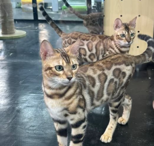 豹貓飼養注意事項