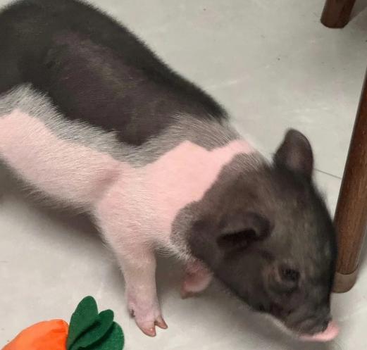 迷你豬飼養