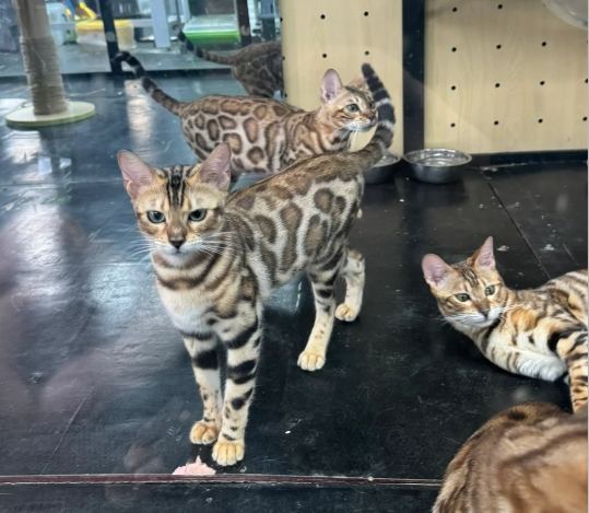 豹貓飼養注意事項