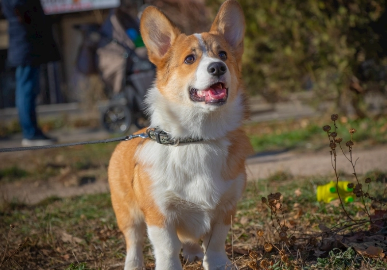 犬白內障症狀