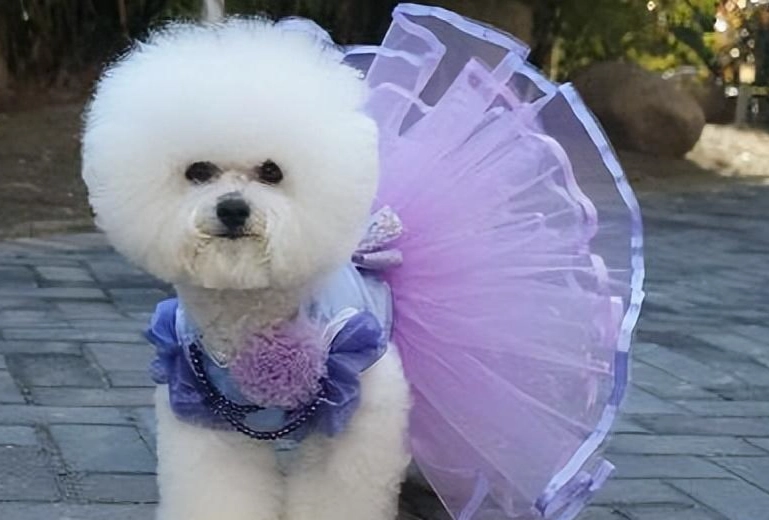 比熊犬成長大小
