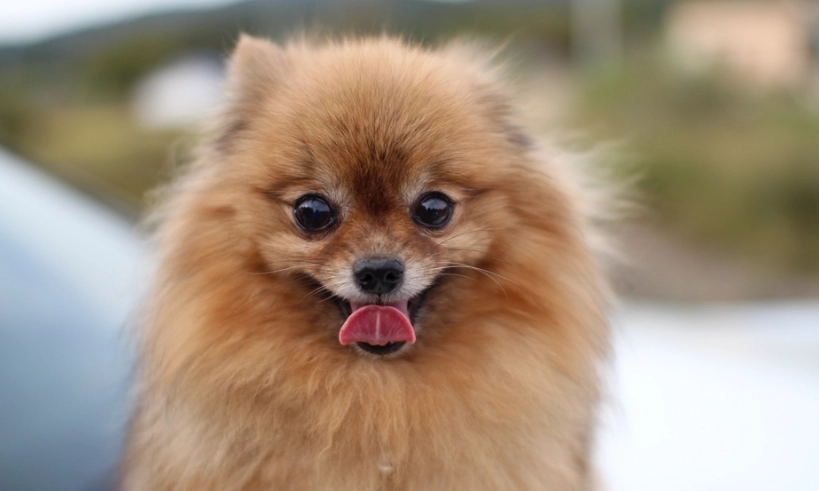 博美犬性格