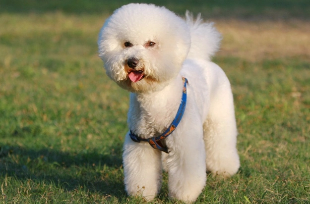 比熊犬毛色種類 比熊犬毛色種類