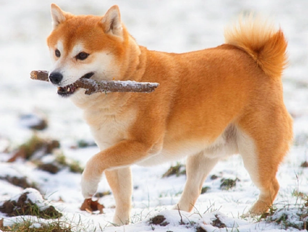 狐狸犬飼養 狐狸犬飼養