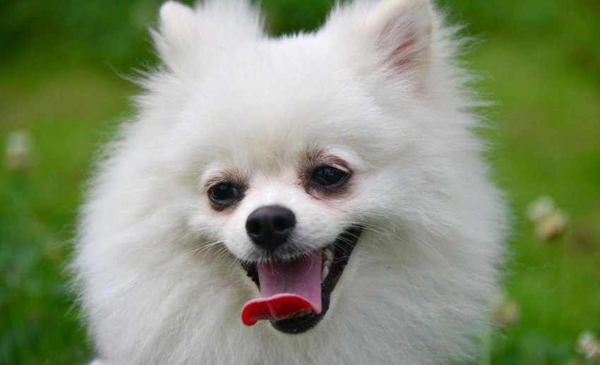 小型犬壽命延長 小型犬壽命延長