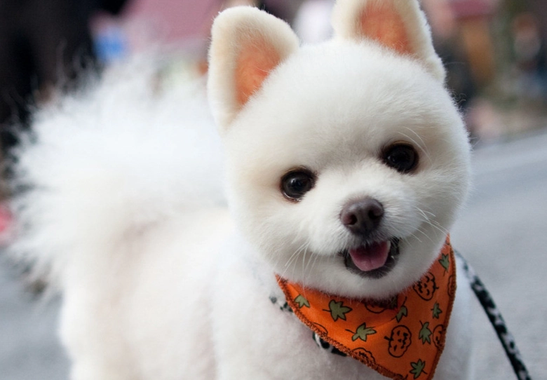 小型犬壽命延長 小型犬壽命延長