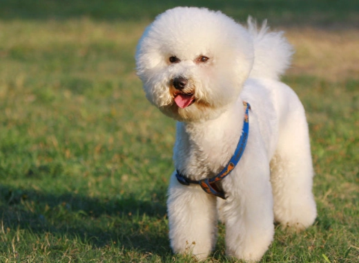 比熊犬健康问题 比熊犬健康问题