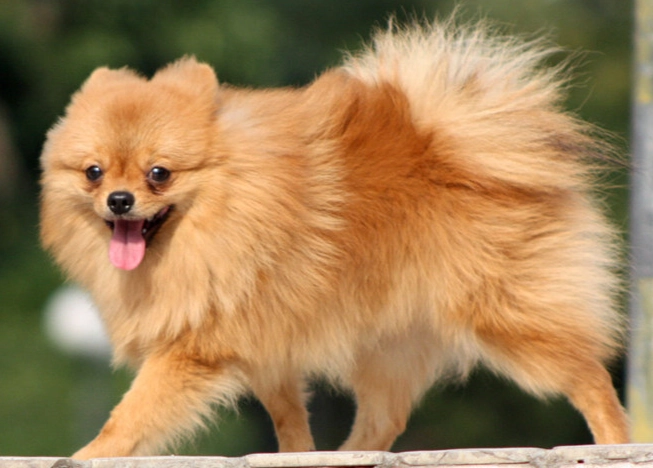 博美犬平均壽命 博美犬平均壽命